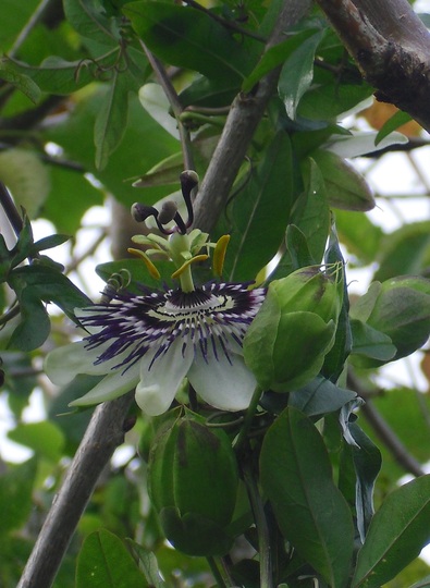Passion Flower