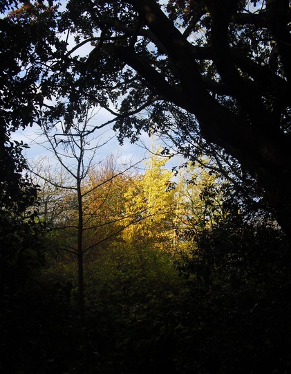 Autumn tints