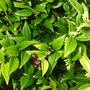 Sarcococca confusa (Sweet Box)   Evergreen shrub (Sarcococca confusa)