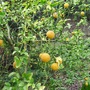 Poncirus trifoliate  (Japanese bitter orange)  Deciduous shrub/small tree (Poncirus trifoliata)