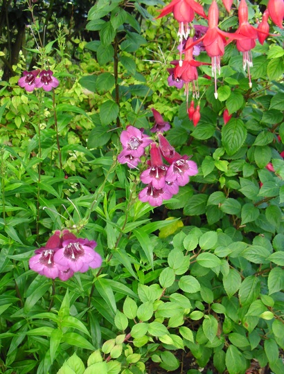 Another Penstemon and Fuchsia