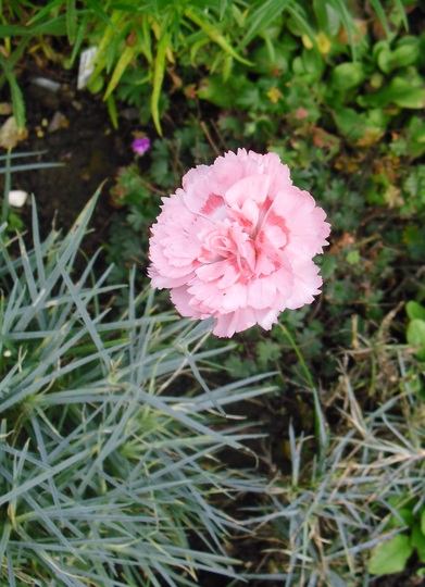 Dianthus 'Doris' (Garden Pink)