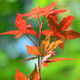 Japanese Red Maple Aglow (Acer palmatum (Japanese maple))