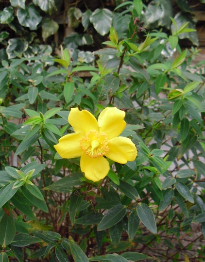 Hypericum 'Rose of Sharon'
