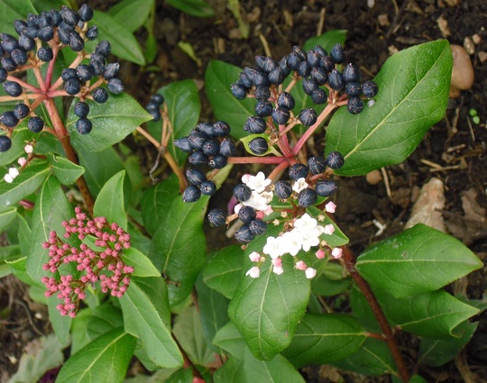 Viburnum tinus 'Gwenllian' (Viburnum tinus (Laurustinus))