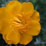 Trollius
