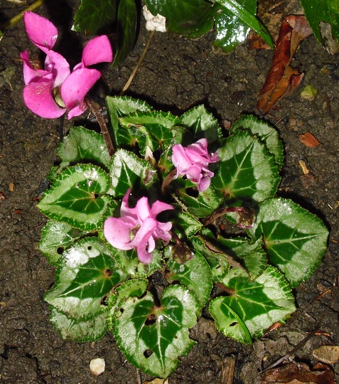 Cyclamen