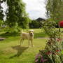 Barbara_and_peters_garden_033