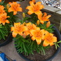 Summer_in_the_garden_2007__51_