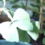 Ginkgo biloba 'DJ's Bowtie'