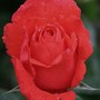 Rosa_floribunda__orangeade_
