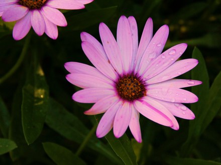 Perennials in My Garden