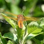 Dragonfly_on_apple_leaves