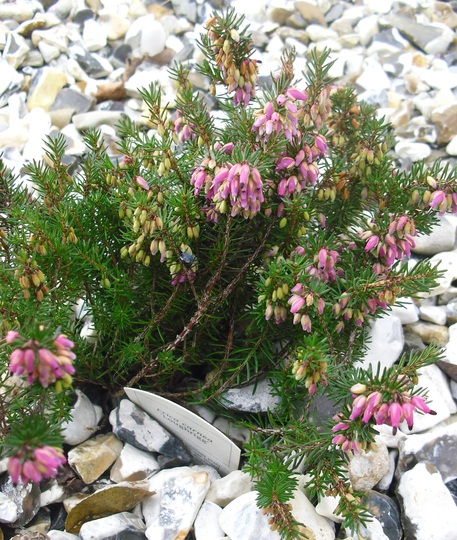 Erica carnea 'Loughrigg' (Erica carnea)