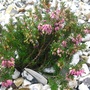 Erica carnea 'Loughrigg'