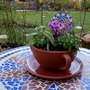 Christmas Present finally planted up!