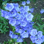 049 Campanula 