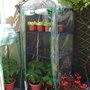 TOMATOES