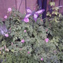 Last year's plant started from rooted stem (Rosa centifolia 'Fantin-LaTour')