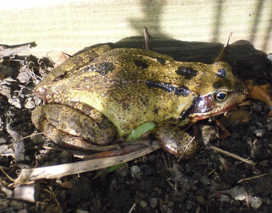 Yorkshire ... don't look ... Frog pic!