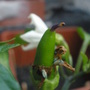 Hot_banana_5-31-08__5