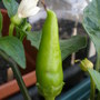 Hot_banana_06-03-08__4