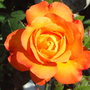 Jackie_s_garden_picture_s__19th_june_08_018