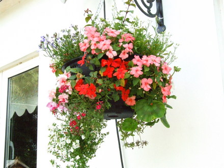 Jackie_s_Garden_Picture_s__19th_June_08_040.jpg (Geranium)