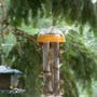 Birds_on_suet-_Hairy_Woodpecker_on_tree.jpg
