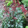 Astilbe__fanal_