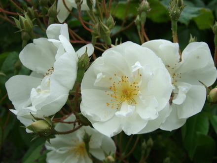 Rosa filipes 'Kiftsgate' (Rosa filipes 'Kiftsgate')
