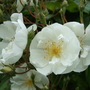 Rosa filipes 'Kiftsgate' (Rosa filipes 'Kiftsgate')