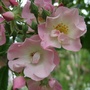Rosa__ballerina_