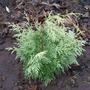 Chamaecyparis Lawsoniana Summer Snow  (Chamaecyparis lawsoniana (Lawson cypress))