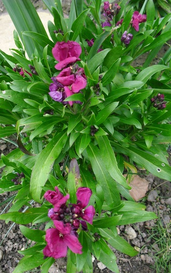 Wallflower