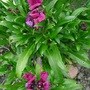 Wallflower