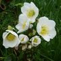 hellebore