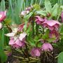 Another unknown hellebore