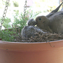 6-20-08_025.IT'S FEEDING TIME/ MOURNING DOVE