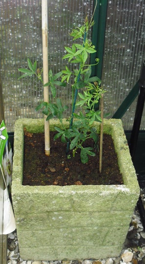 Passionflower 'White Lightning'