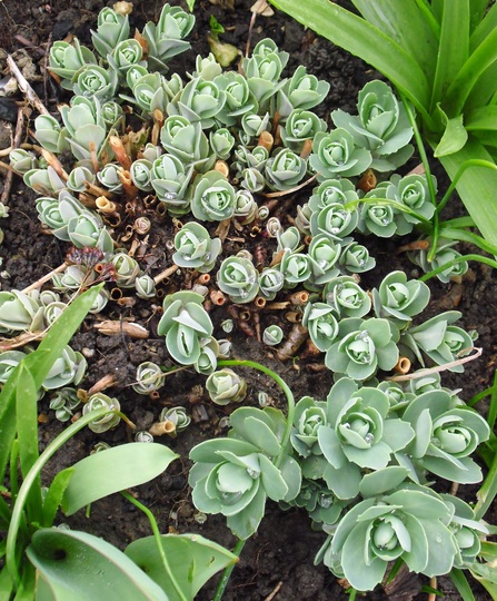 Sedum