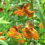 Great_spangled_frit_7_butterfly_weed_6-18-08_exc_sm