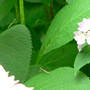 Mantis_praying_2_babies2_hydrangea_front_6-20-08_sm