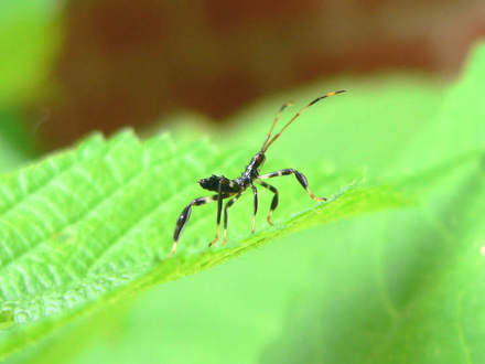 Cartoon Nymph