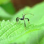Leaf-footed_bug_nymph_not_sure_6-18-08_exc_sm