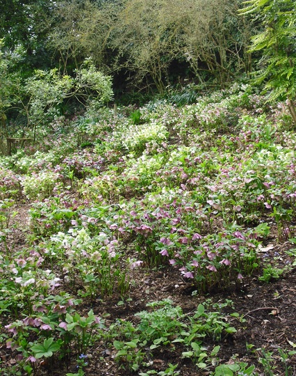 Hellebores at Highdown Gardens