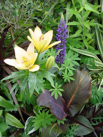 Lilies and Lupin in the Exotic garden. June 2008