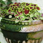 Garden_june_2008_011