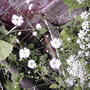 Annual Baby's Breath - Gypsophila elegans