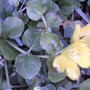 Lysimachia nummularia (Creeping jenny)